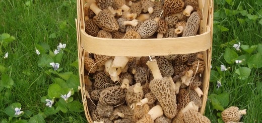 sauce aux morilles