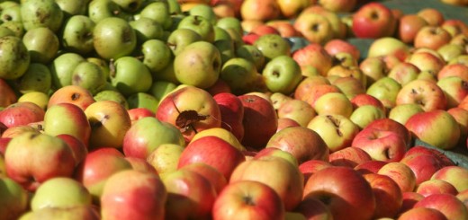 pommes pour cidre